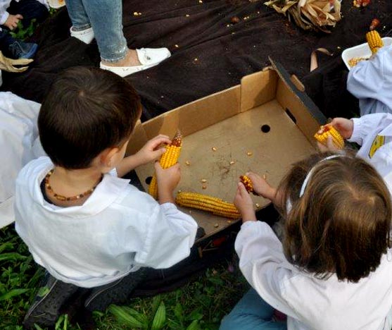 Percorso didattico per bambini raccolta di granoturco